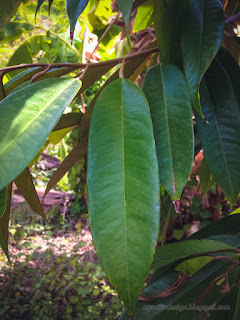 Leaves Of Young Durian Tree Or Durio Zibethinus In The Farm Field