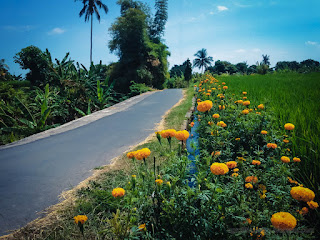 Countryside Farmland Scenery With Marigold Flowers Along Side Road And Rice Field Ringdikit North Bali Indonesia