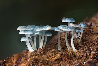 Mycena interrupta