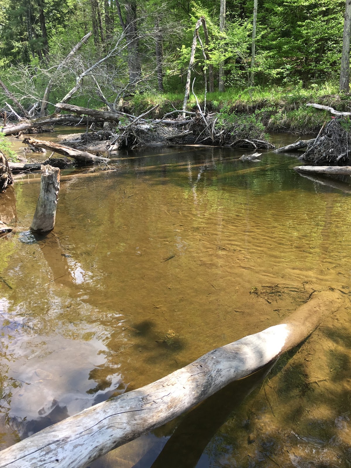 Trout Stream Day Dreams Wild Brookies and Browns in Western MA