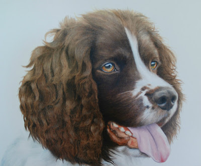 Springer Spaniel pet portrait oil on canvas
