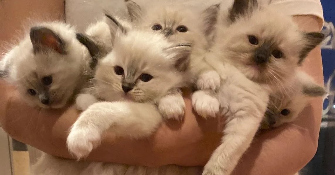 The Kuwait Cats and kittens Adoption and sales email us at