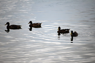 Ducks on lake