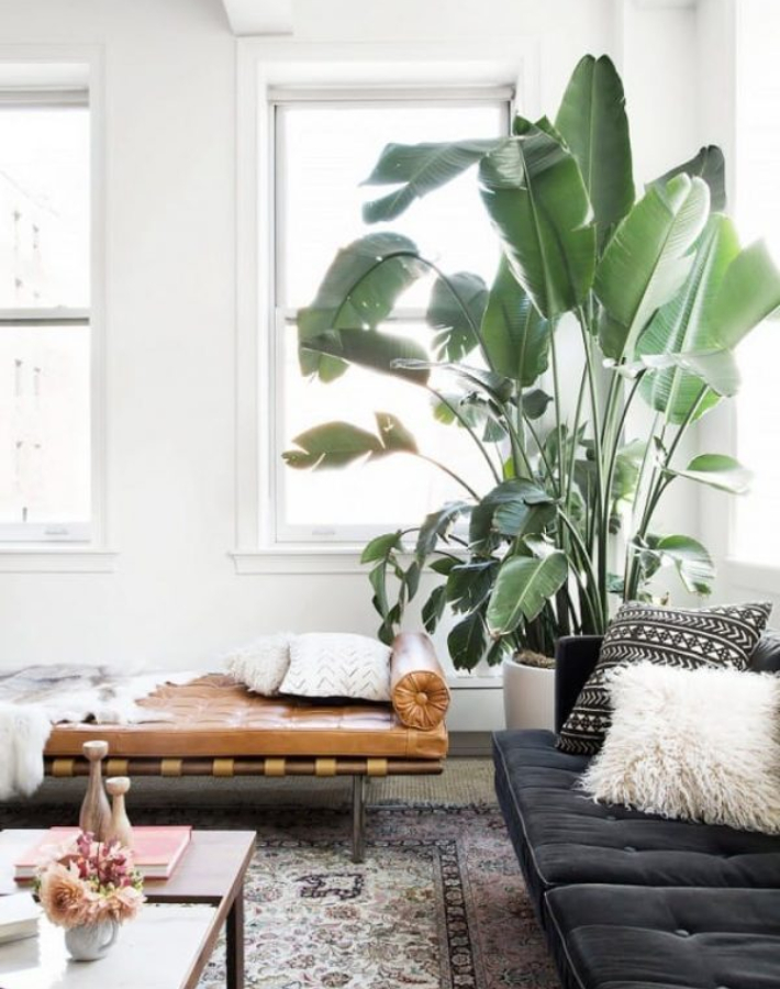 Decoración Fácil: Árboles que podrás tener en el interior de tu hogar