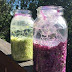 Making Sauerkraut in Half Gallon jars - 