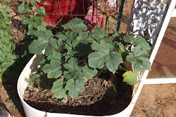 early morning spivey worked late days very garden coop