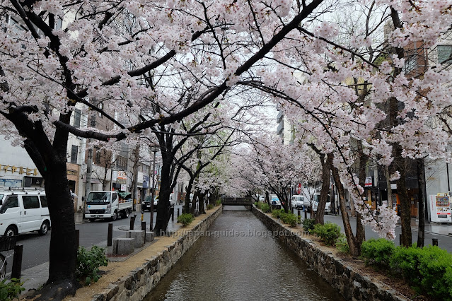 คลอง Takase-gawa Kyoto Sakura