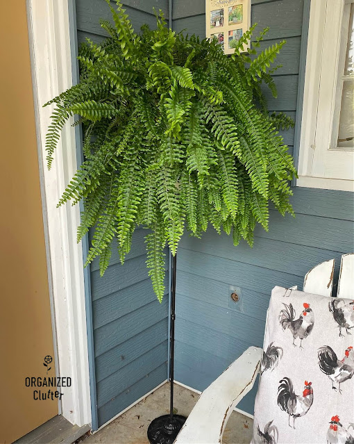 Photo of a Boston Fern on the patio in August