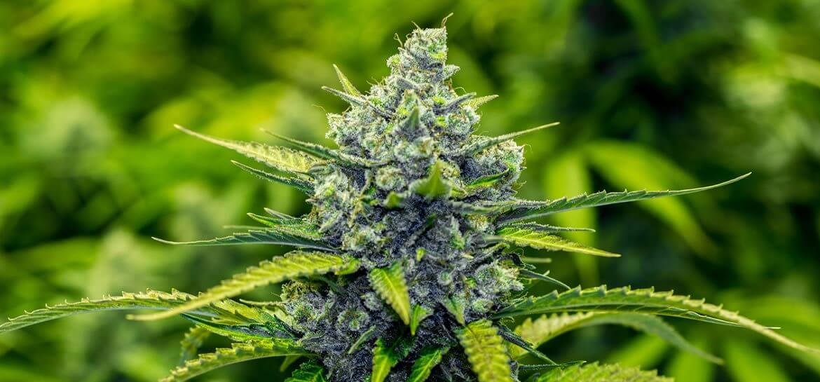 What are the Best Indica Strains in Australia?