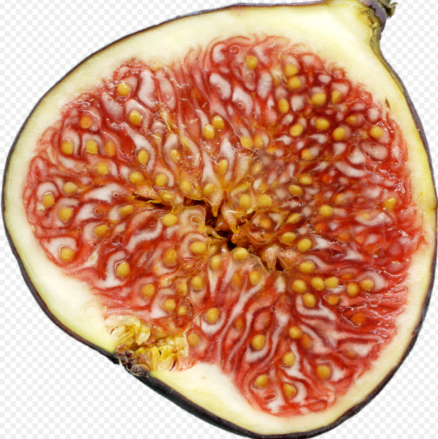 When Do Fig Trees Bear Fruit