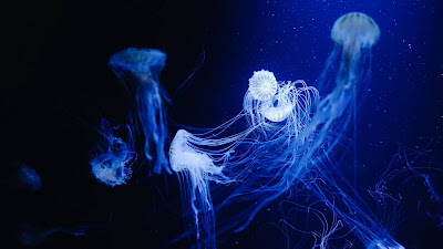 Blue Jellyfish Blue Wallpaper