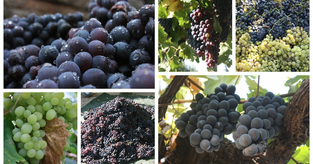Vitis vinifera (grapevine)