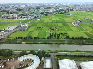 こしがや田んぼアート２０１４南越谷阿波踊り（8/9の様子）