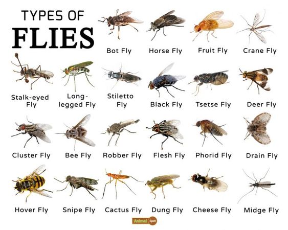 Flies - Know Your Enemy - my Garden and Greenhouse