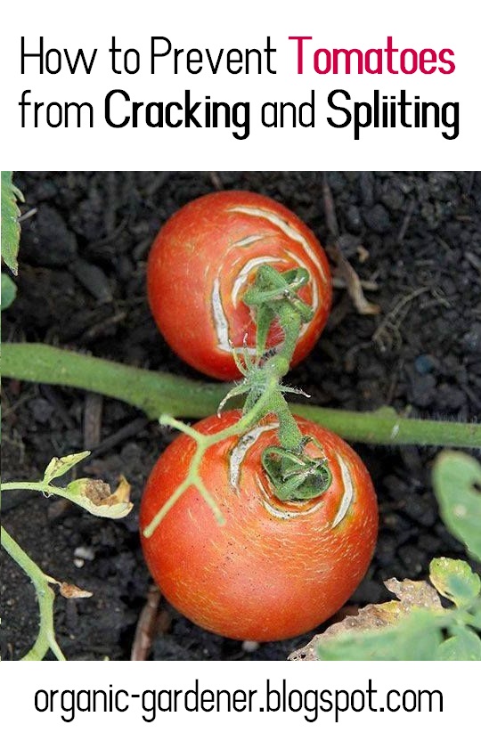 How to Prevent Tomatoes from Cracking and Spliiting Organic Gardening