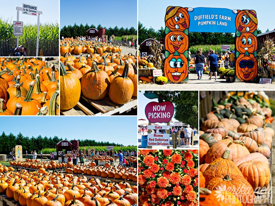 A Neu York Adventure New Jersey's BEST Apple Cider Donuts?...Duffield