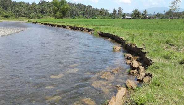 Puluhan Hektare Sawah di Sungai Limau Tak Dapat Air dari Bendungan