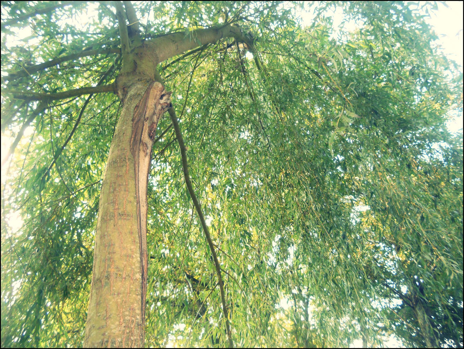 !Nevermind. El Sauce Llorón.