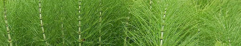 Cola de caballo remedios caseros