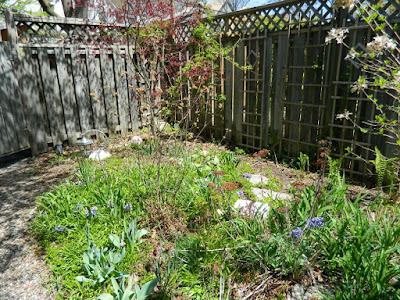 by Paul Jung Gardening Services a Toronto Gardening Company Riverdale Backyard Spring Garden Cleanup Before by Paul Jung Gardening Services a Toronto Gardening Company Riverdale Backyard Spring Garden Cleanup Before