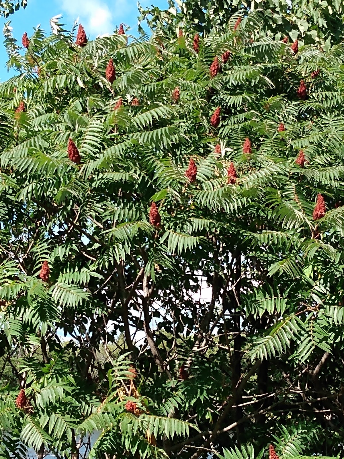 Le sumac vinaigrier, un "pensezy bien"