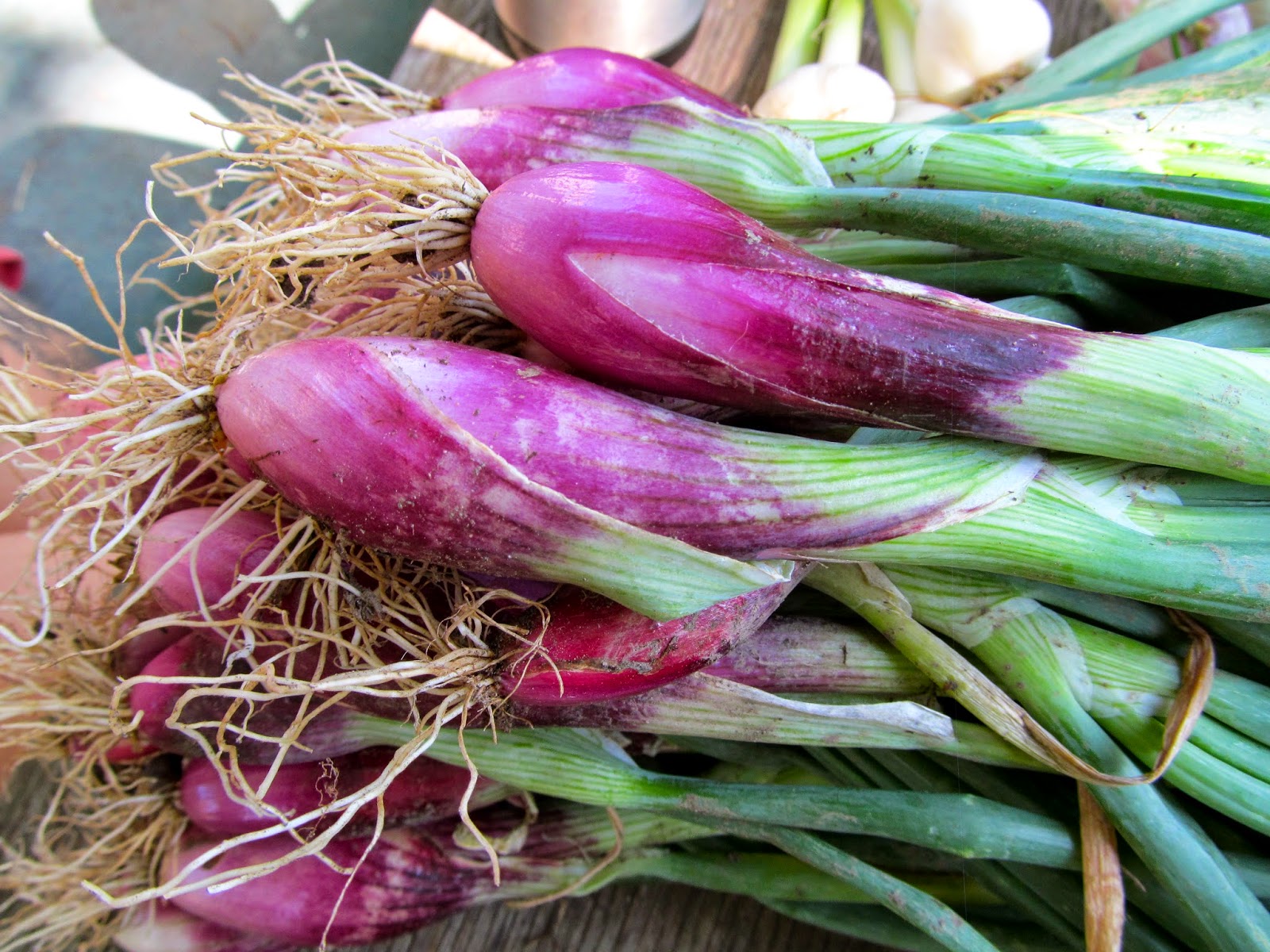 Tromboncino squash are prolific! Garden Winter squash soup, Squash soup, Squash