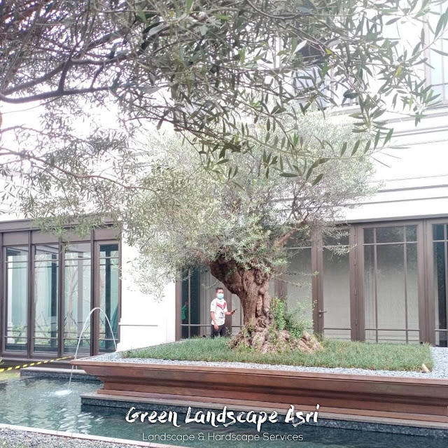 Jual Olive Tree Surabaya Garansi Tanaman Mati Terjamin