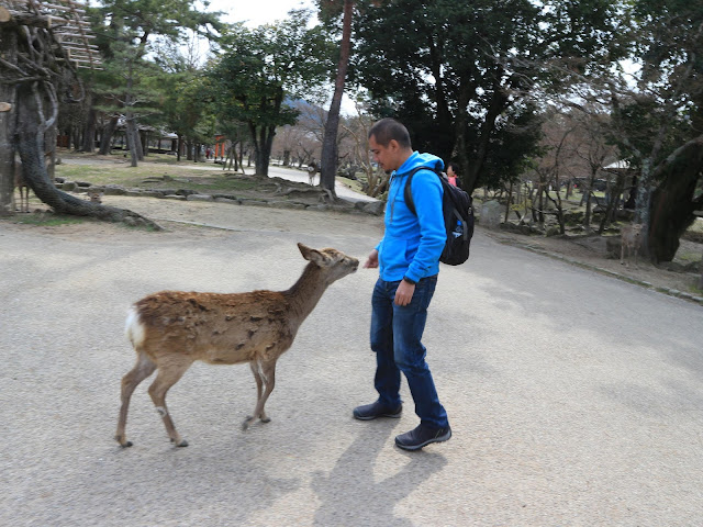 Feeding a deer in Nara Park