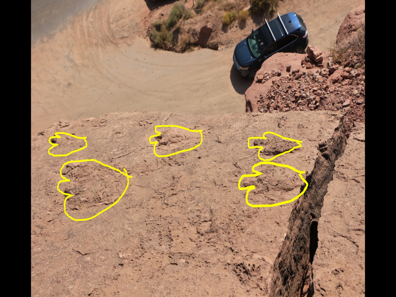 The Paleoveterinarian Moab Dinosaur Tracks