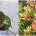 4 Jenis tanaman obat daun merah, termasuk daun sirih
