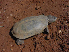 O cágado d' água da caatinga