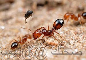 كيف اتخلص من النمل 