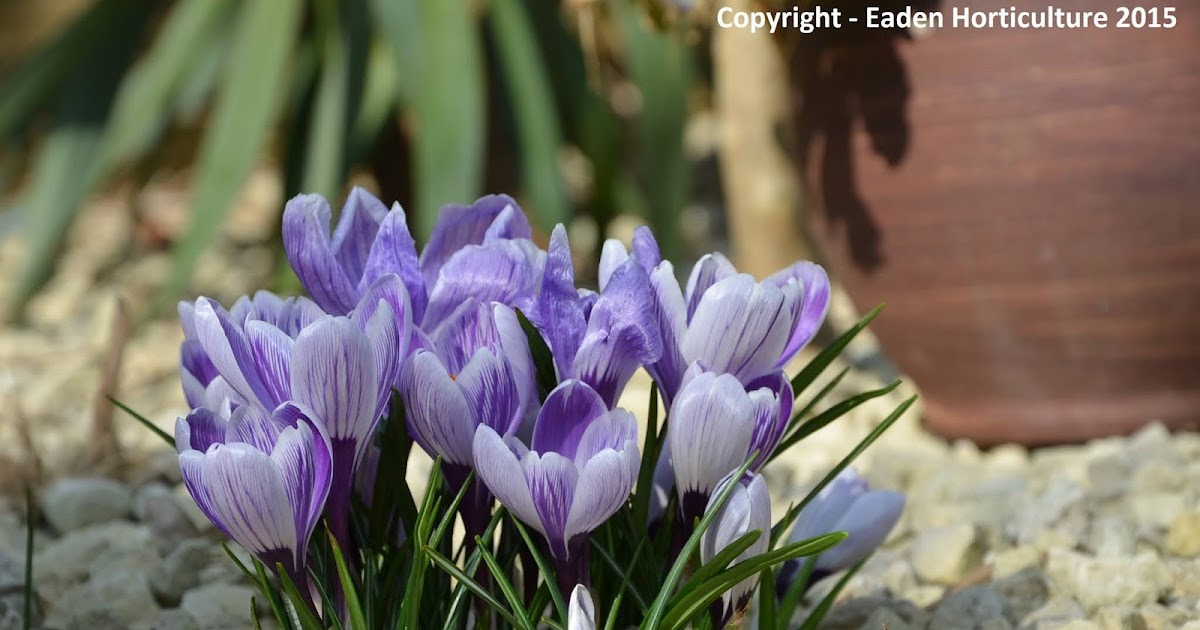WHERE DO CROCUSES LIKE TO GROW? The Garden of Eaden
