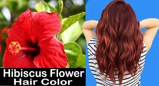 Which colour hibiscus flower is good for hair? Make Hibiscus Flower Hair  Color from Gudhal's flower