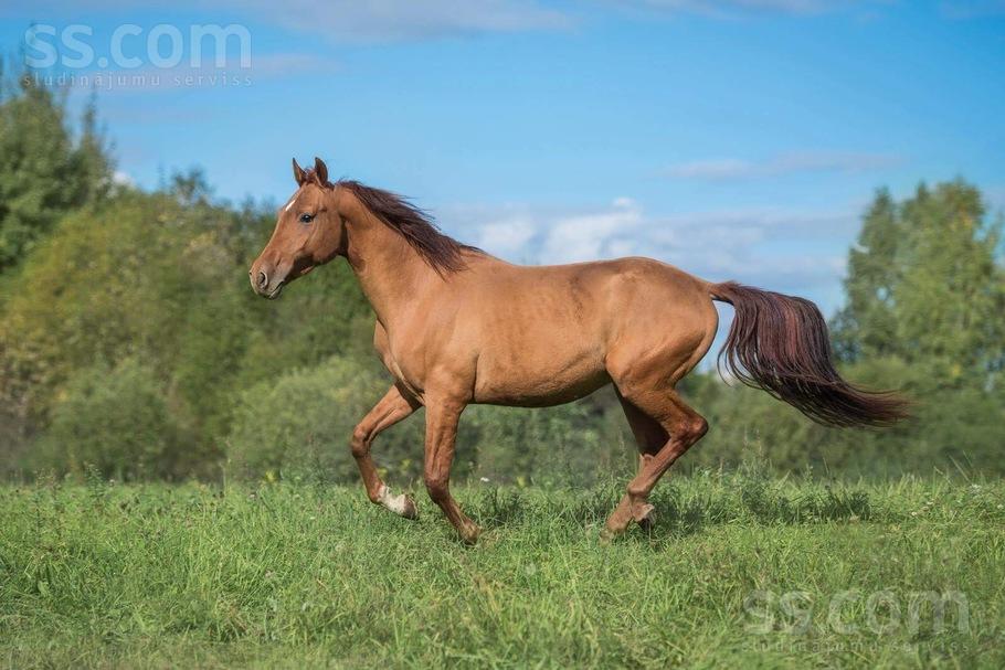 animal-husbandry-agricultural-animals-horses-donkeys-other-1-21135271.800.jpg