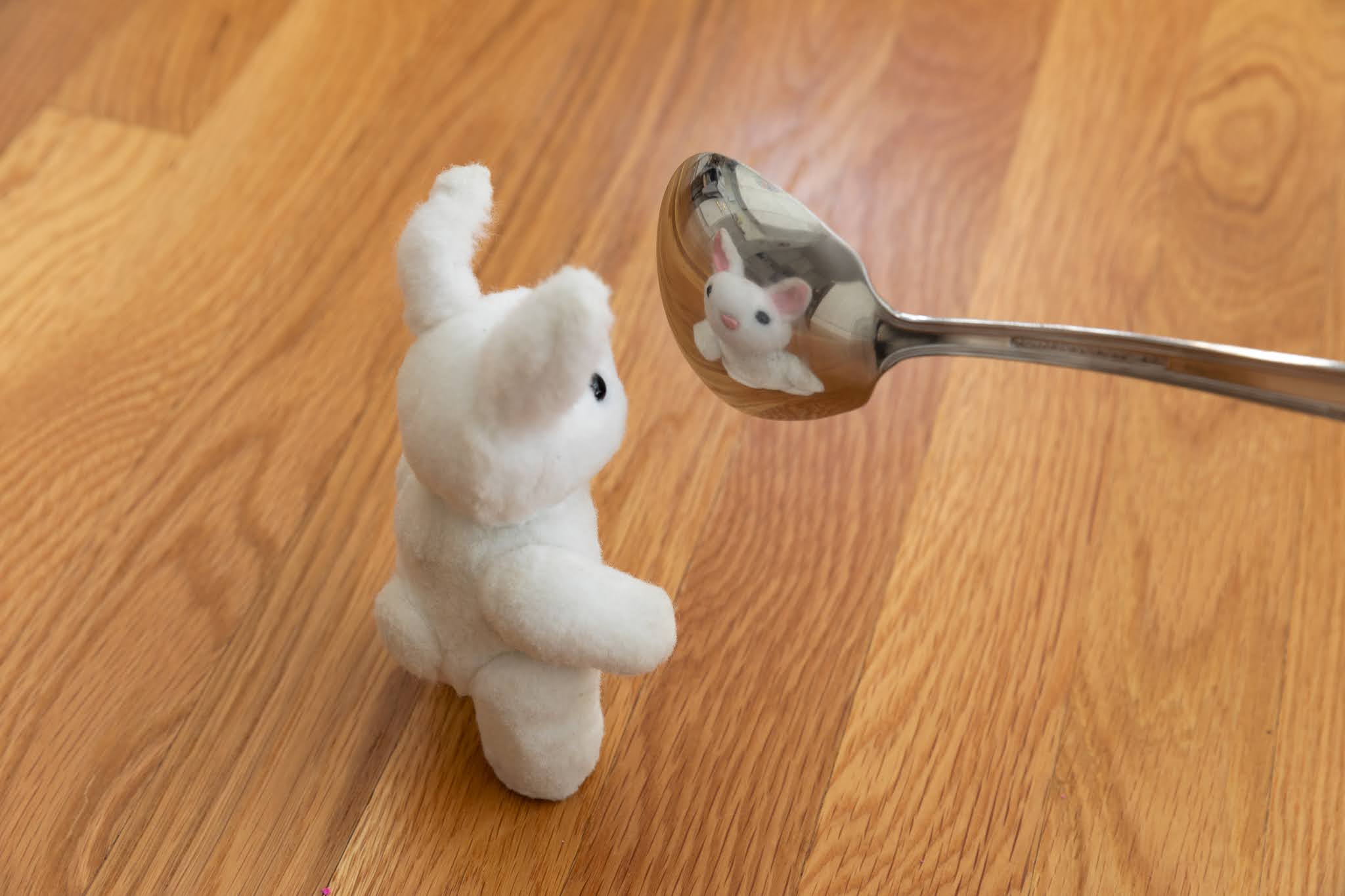 Silly Reflection