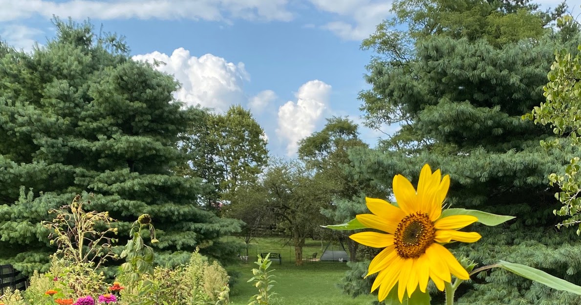 Punkin's Patch My Pet Sunflower