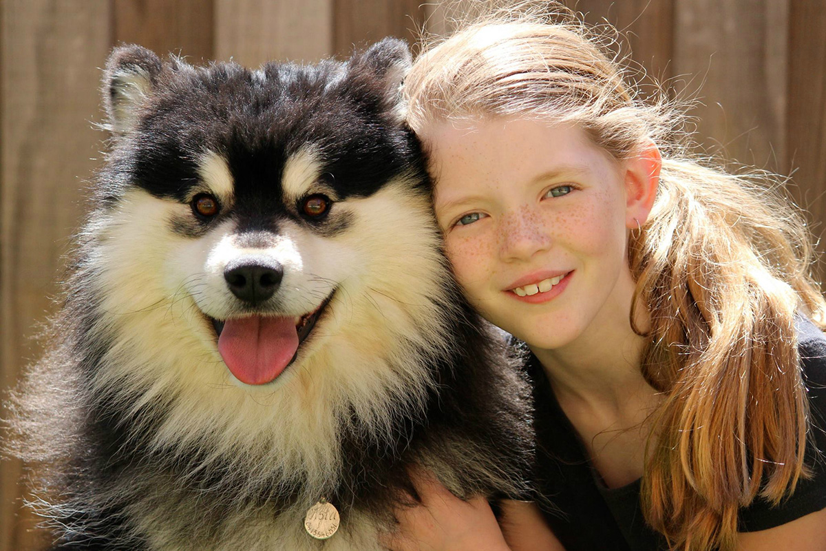 how do groomers bathe a finnish lapphund