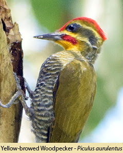 Birds of Brazil