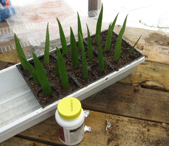 Plants & Such Asiatic Lily Leaves? Rooting time!