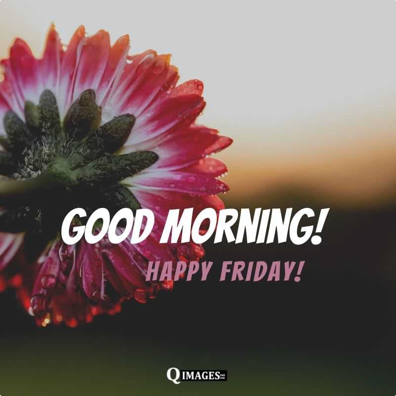 Good Morning Friday Images Good Morning Friday Images