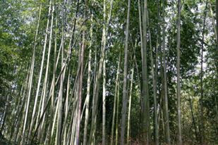 Bamboo Forest at Arashiyama Kyoto Japan