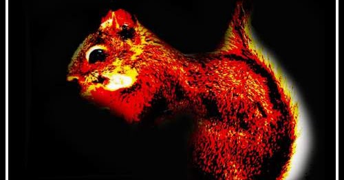 Tafsir Arti Mimpi Tentang Tupai Terlengkap Dan Penting Perlu Kamu Ketahui -  Mentari Bali Holiday