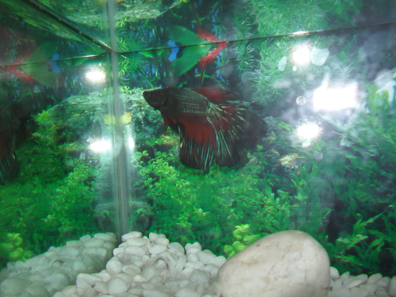 Promosi Betta Halfmoon Plakat Crowntail Roundtail Veiltail
