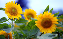 10 Hermosas Fotos de Flores Imágenes de Flores en HD