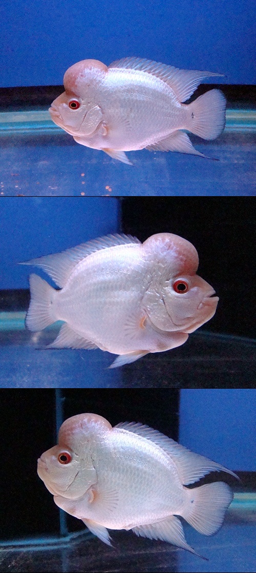 Flowerhorn The Hybrid Cichlids Thai Silk Flowerhorn