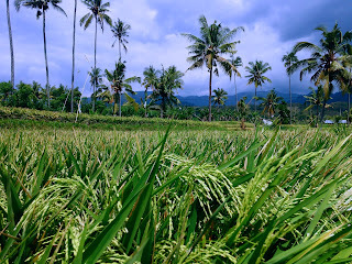 Growth Of Paddy Plants In The Rice Field At The Village