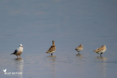 Tres agujas colipintas (Limosa lapponica) junto a una gaviota picofina (Chroicocephalus genei). Blue Nature