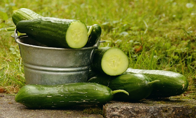 How To Start a Lucrative Cucumber Farming Business in Nigeria How To Start a Lucrative Cucumber Farming Business in Nigeria