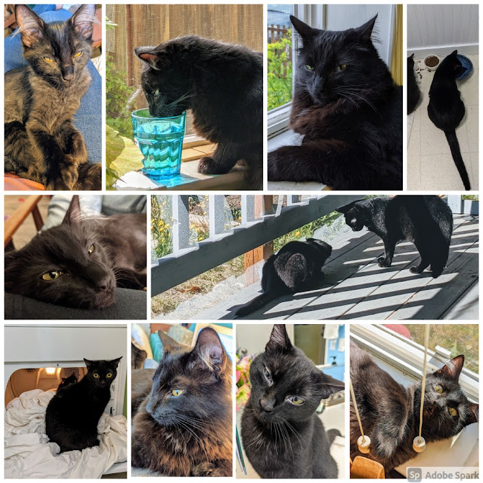 Northwest Pet Care Cat Visits at home